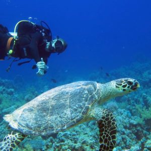 Ras Mohammed Protected area by Boat SSH