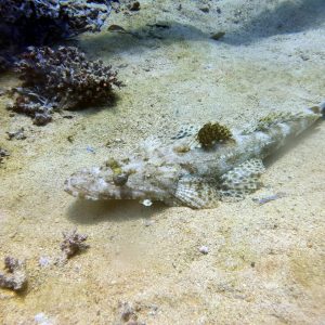 Shark conservation SSH